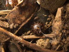 Glomeridae