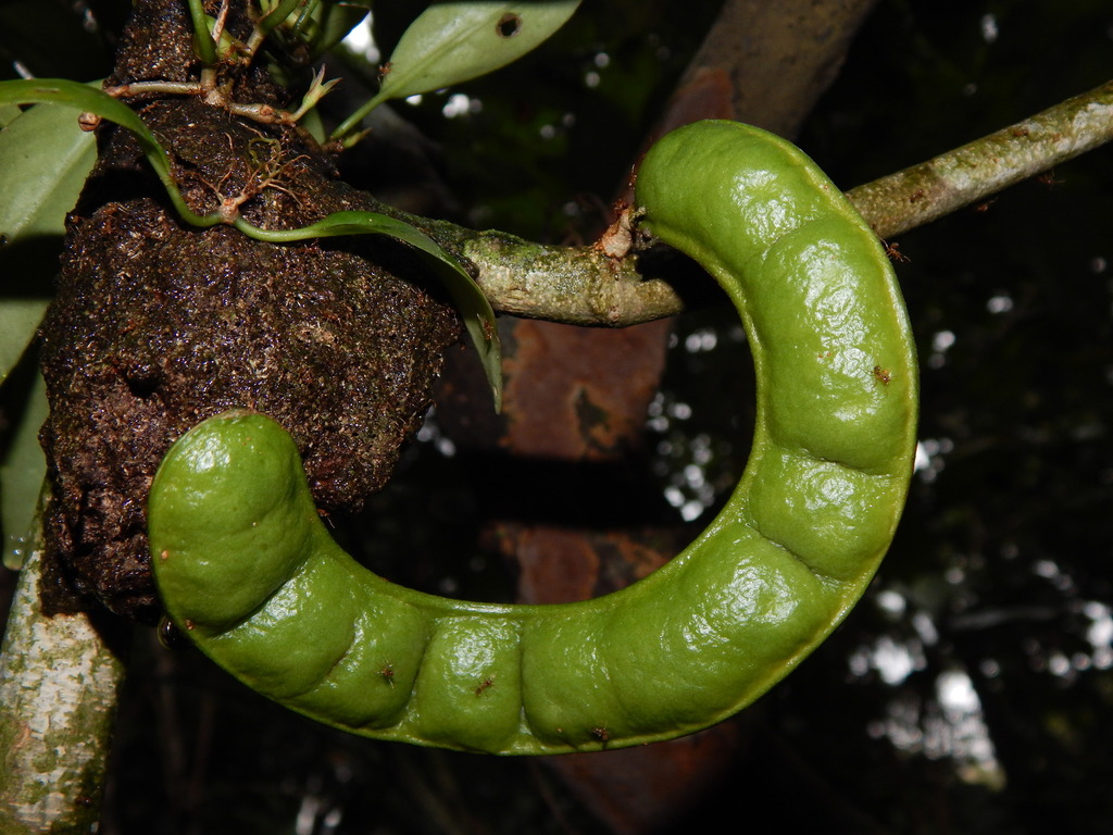 Zygia latifolia