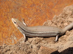 Plestiodon septentrionalis obtusirostris