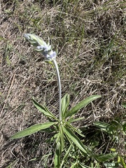 Salvia azurea