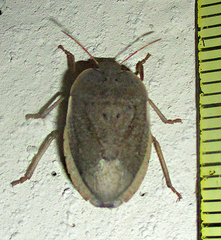 Delegorguella ventralis