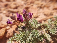 Astragalus desperatus