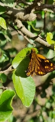 Metisella metis metis