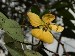 Senna bacillaris benthamiana