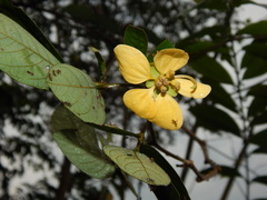 Senna bacillaris benthamiana