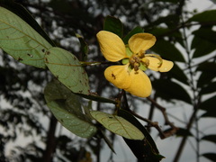 Senna bacillaris benthamiana