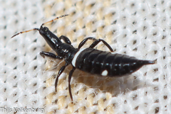 Compsothrips
