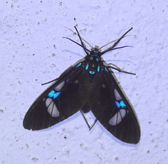 Androcharta stretchii