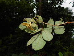 Senna bacillaris benthamiana