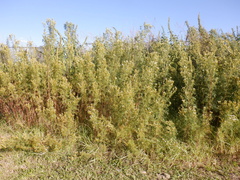 Tagetes minuta