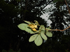 Senna bacillaris benthamiana