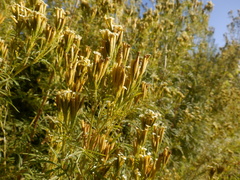 Tagetes minuta