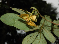 Senna bacillaris benthamiana