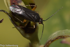 Plagiognathus reuterellus