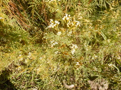 Tagetes minuta