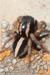 Aelurillus luctuosus