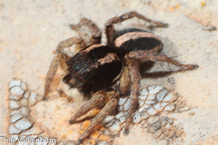 Aelurillus luctuosus