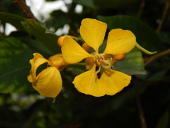 Senna silvestris