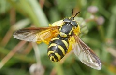 Chrysotoxum festivum