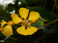 Senna silvestris