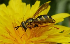 Chrysotoxum festivum