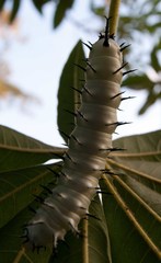 Lophostethus dumolinii