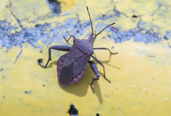 Acroelytrum muricatum