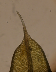 Tortula caucasica