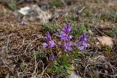 Polygala amara