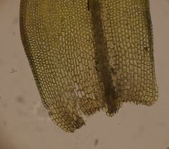 Tortula caucasica