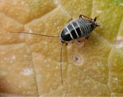 Phyllodromica