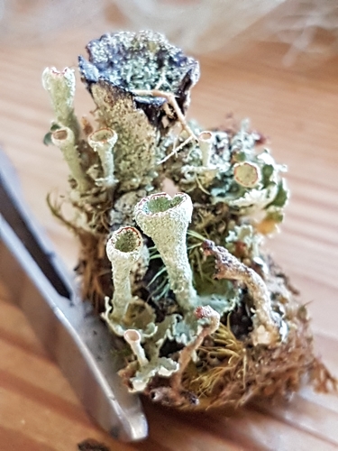 Red-fruited Pixie Cup