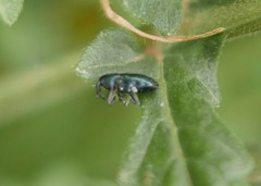 Aulacobaris
