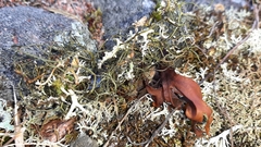Cetraria aculeata