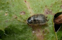 Phyllodromica