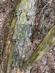 Wrightoporia austrosinensis