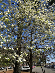 Cornus florida
