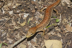 Gerrhonotus ophiurus