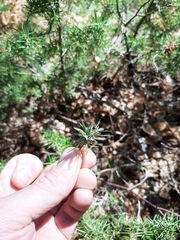 Oligotrophus juniperinus