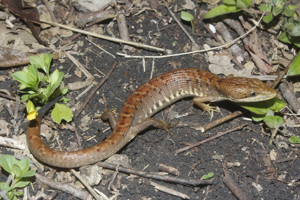 Snake Lizard
