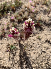 Castilleja exserta latifolia