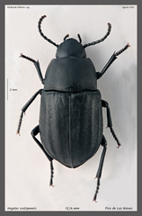Hegeter costipennis