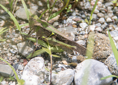 Locusta migratoria