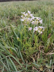 Cardamine pratensis matthioli