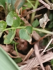 Cardamine pratensis matthioli