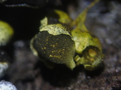 Physarum albescens