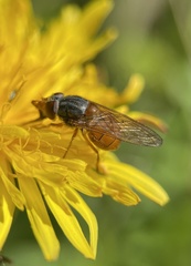 Rhingia rostrata