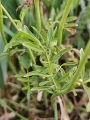 Cardamine pratensis matthioli