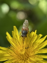 Rhingia rostrata