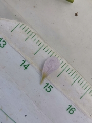 Cardamine pratensis matthioli